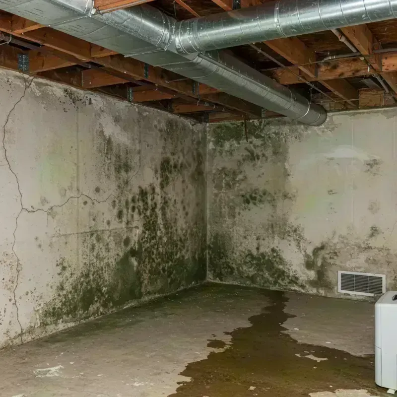 Professional Mold Removal in Castleton-on-Hudson, NY